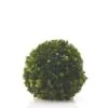 Accent Decor 62001.00 6" Boxwood Sphere